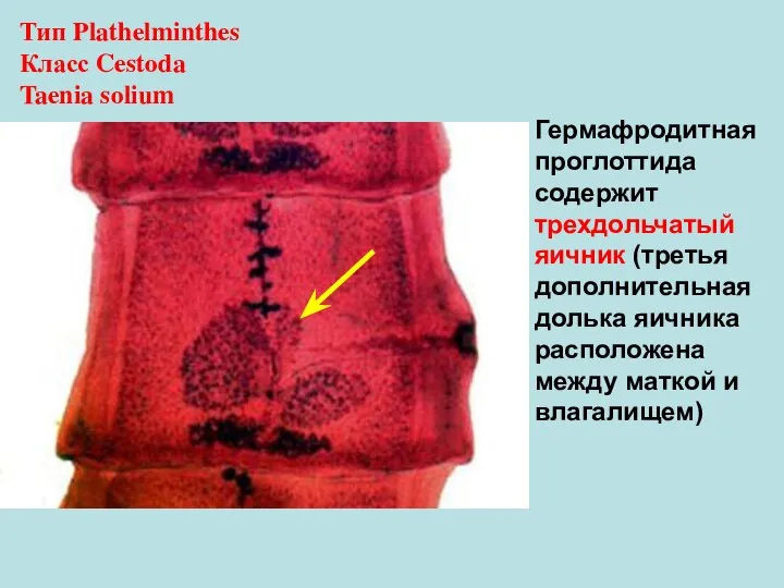 Гермафродитная проглоттида содержит трехдольчатый яичник (третья дополнительная долька яичника расположена между маткой