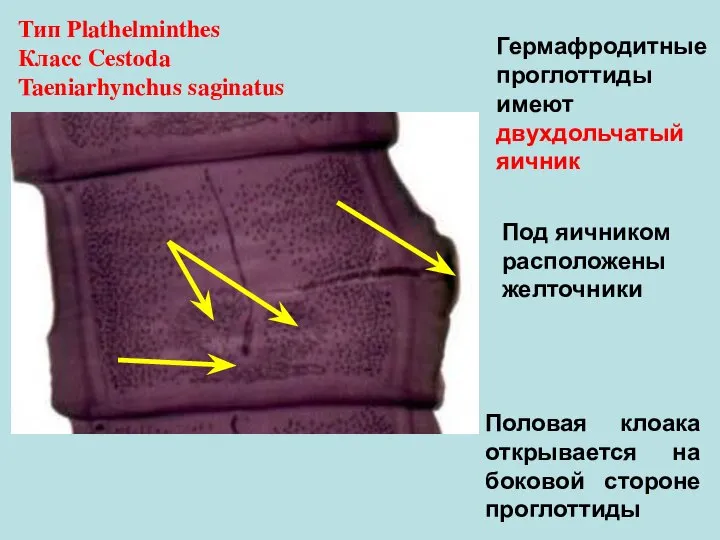 Половая клоака открывается на боковой стороне проглоттиды Тип Plathelminthes Класс Cestoda Taeniarhynchus