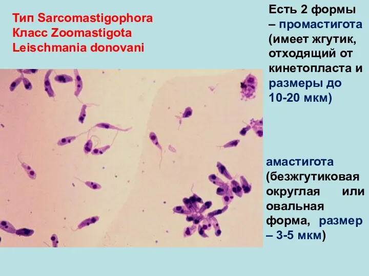Тип Sarcomastigophora Класс Zoomastigota Leischmania donovani Есть 2 формы – промастигота (имеет