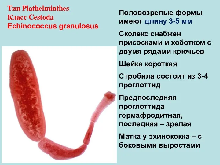 Тип Plathelminthes Класс Cestoda Echinococcus granulosus Половозрелые формы имеют длину 3-5 мм