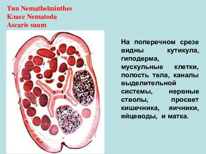 Тип Nemathelminthes Класс Nematoda Ascaris suum На поперечном срезе видны кутикула, гиподерма,