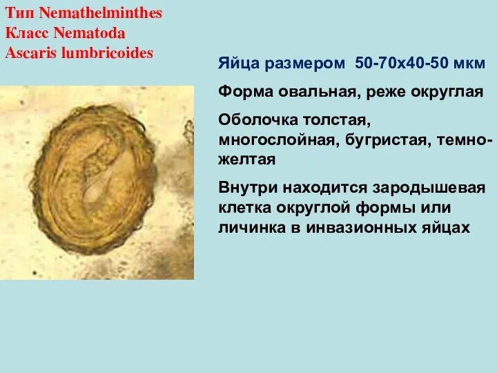 Тип Nemathelminthes Класс Nematoda Ascaris lumbricoides Яйца размером 50-70х40-50 мкм Форма овальная,