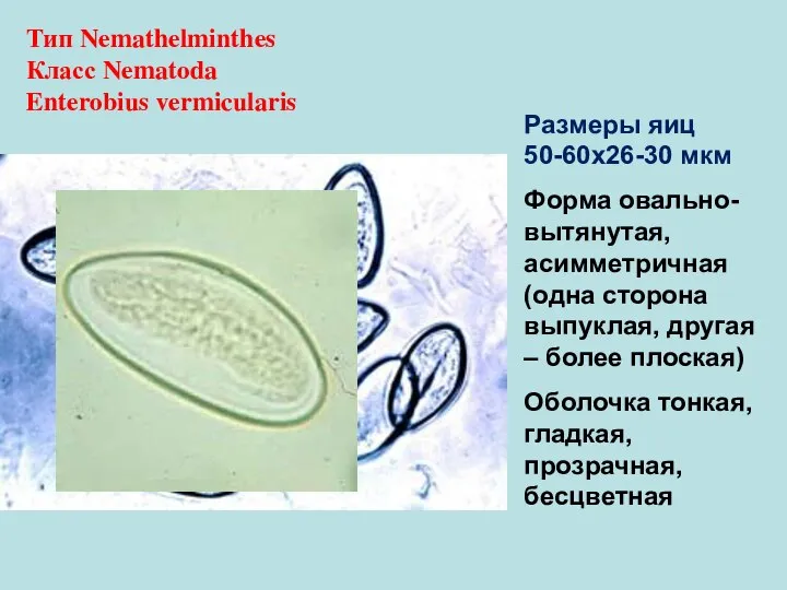 Тип Nemathelminthes Класс Nematoda Enterobius vermicularis Размеры яиц 50-60х26-30 мкм Форма овально-вытянутая,