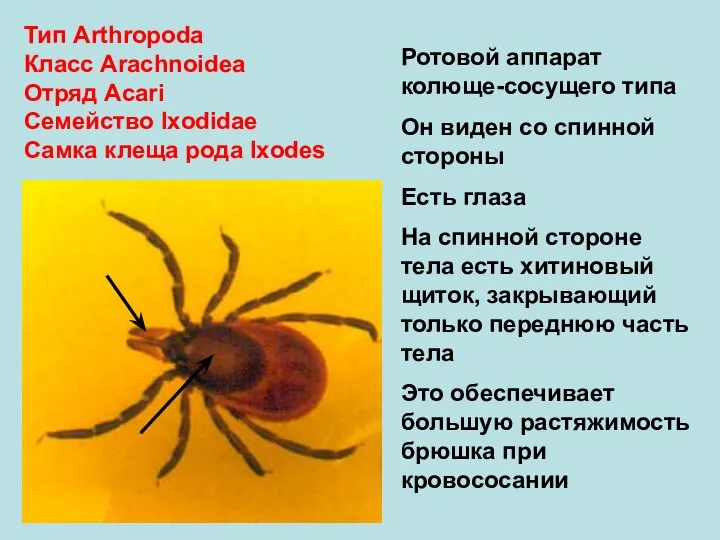 Тип Arthropoda Класс Arachnoidea Отряд Аcari Семейство Ixodidae Самка клеща рода Ixodes