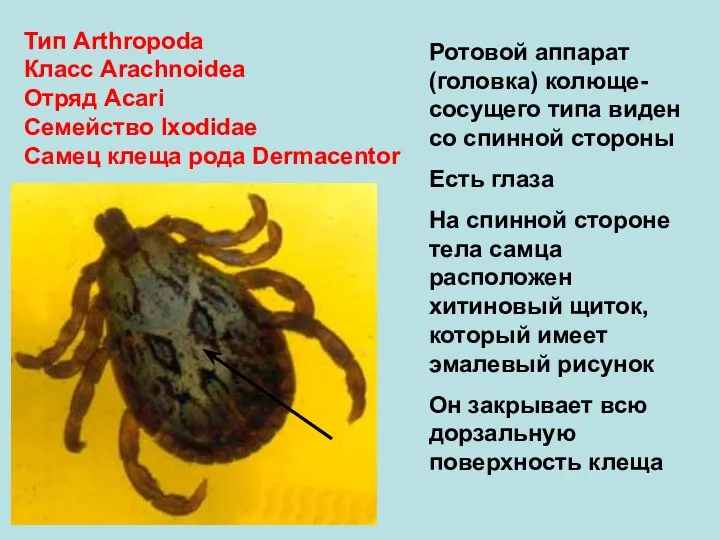 Тип Arthropoda Класс Arachnoidea Отряд Аcari Семейство Ixodidae Самец клеща рода Dermacentor