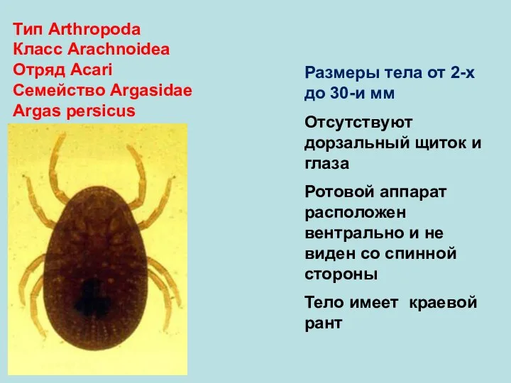 Тип Arthropoda Класс Arachnoidea Отряд Аcari Семейство Argasidae Argas persicus Размеры тела