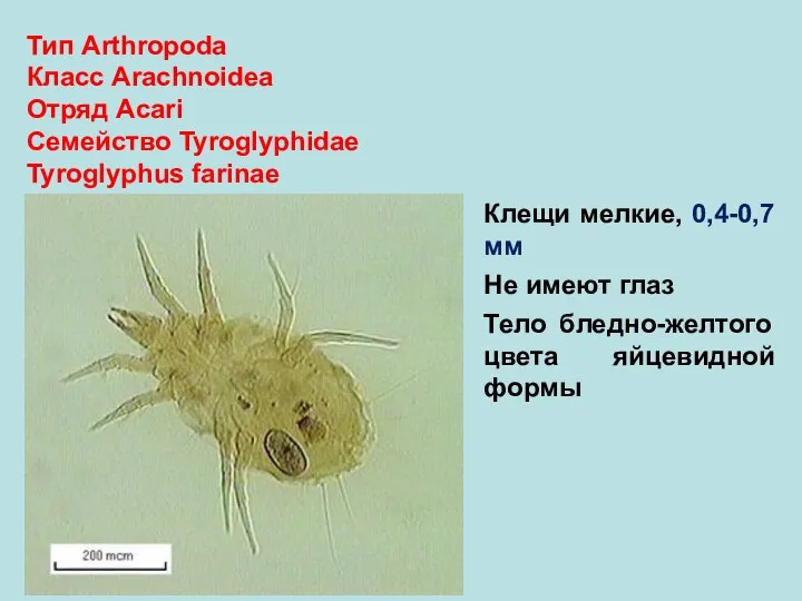 Тип Arthropoda Класс Arachnoidea Отряд Аcari Семейство Tyroglyphidae Tyroglyphus farinae Клещи мелкие,