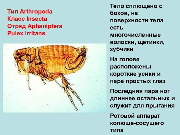 Тип Arthropoda Класс Insecta Отряд Aphaniptera Pulex irritans Тело сплющено с боков,