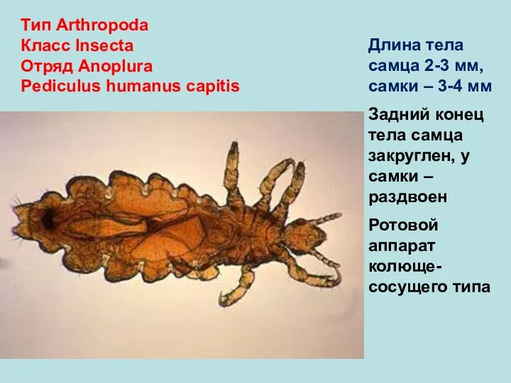 Тип Arthropoda Класс Insecta Отряд Anoplura Pediculus humanus capitis Длина тела самца
