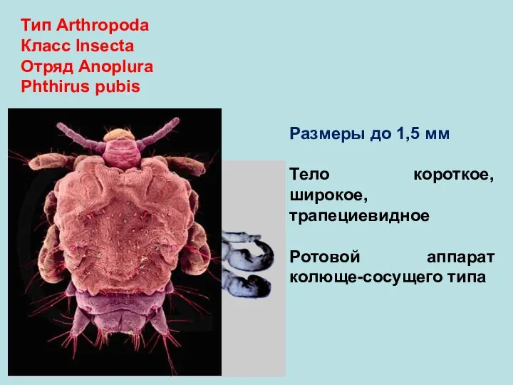 Тип Arthropoda Класс Insecta Отряд Anoplura Phthirus pubis Размеры до 1,5 мм