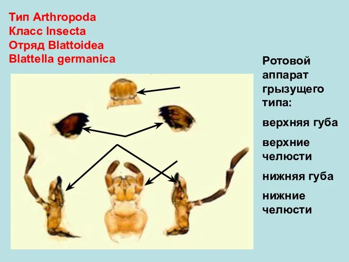 Тип Arthropoda Класс Insecta Отряд Blattoidea Blattеlla germanica Ротовой аппарат грызущего типа: