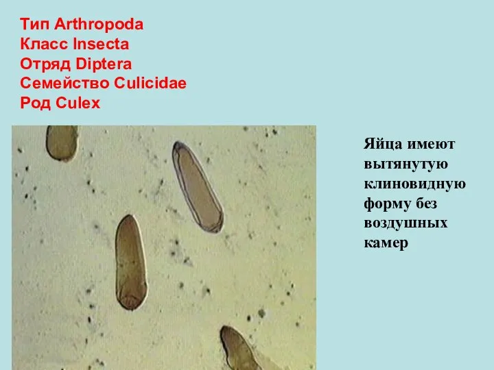 Тип Arthropoda Класс Insecta Отряд Diptera Семейство Culicidae Род Culex Яйца имеют