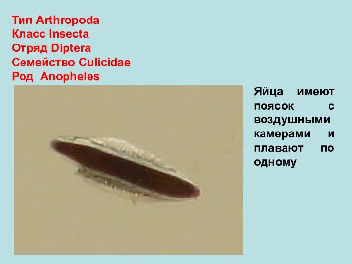 Тип Arthropoda Класс Insecta Отряд Diptera Семейство Culicidae Род Anopheles Яйца имеют