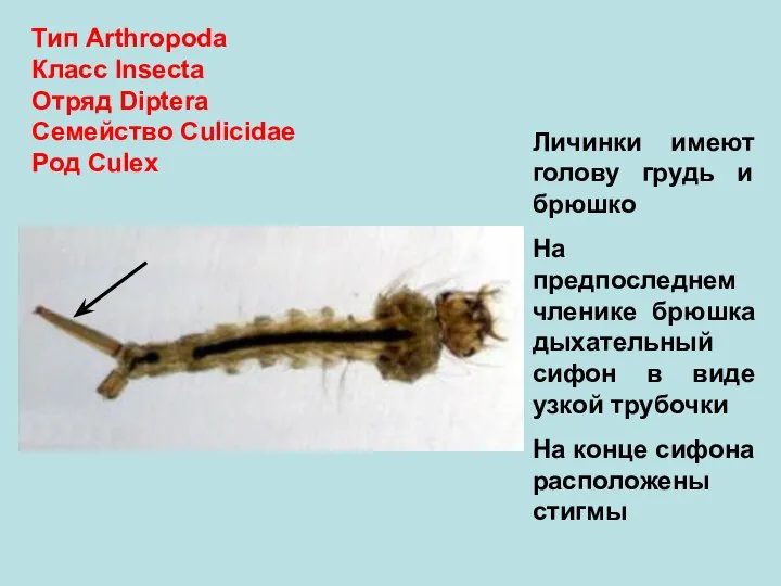 Тип Arthropoda Класс Insecta Отряд Diptera Семейство Culicidae Род Culex Личинки имеют