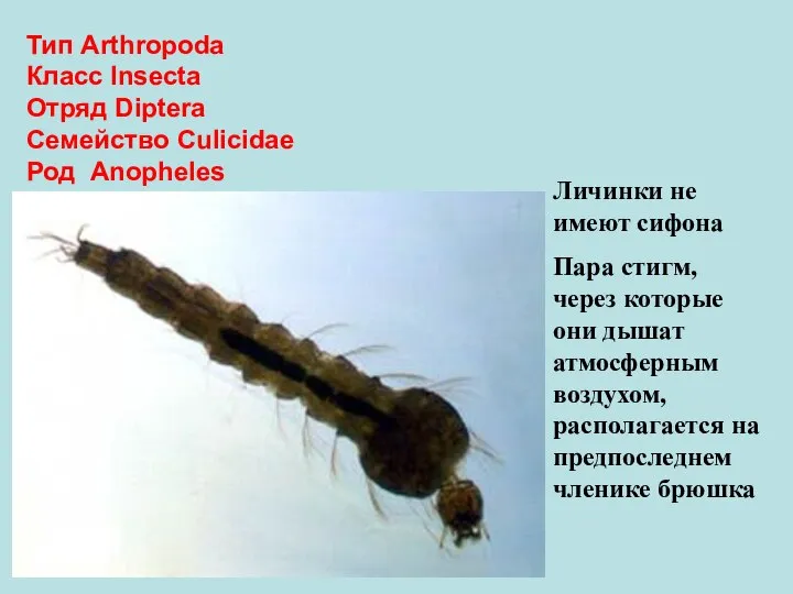 Тип Arthropoda Класс Insecta Отряд Diptera Семейство Culicidae Род Anopheles Личинки не