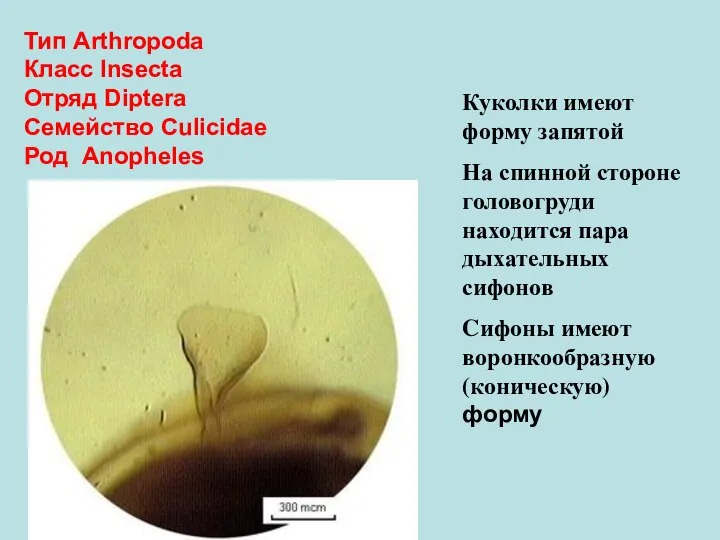 Тип Arthropoda Класс Insecta Отряд Diptera Семейство Culicidae Род Anopheles Куколки имеют