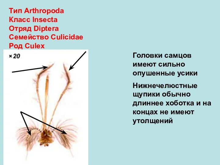 Тип Arthropoda Класс Insecta Отряд Diptera Семейство Culicidae Род Culex Головки самцов