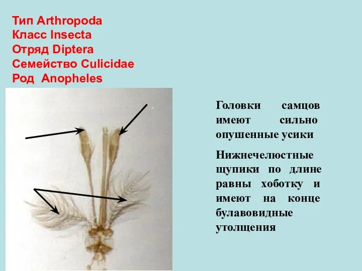 Тип Arthropoda Класс Insecta Отряд Diptera Семейство Culicidae Род Anopheles Головки самцов
