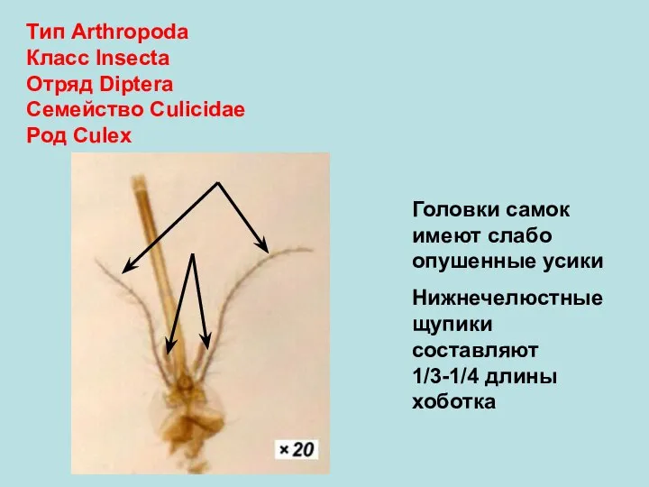 Тип Arthropoda Класс Insecta Отряд Diptera Семейство Culicidae Род Culex Головки самок