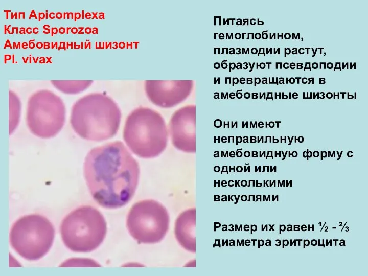 Тип Аpicomplexa Класс Sporozoa Амебовидный шизонт Pl. vivax Питаясь гемоглобином, плазмодии растут,