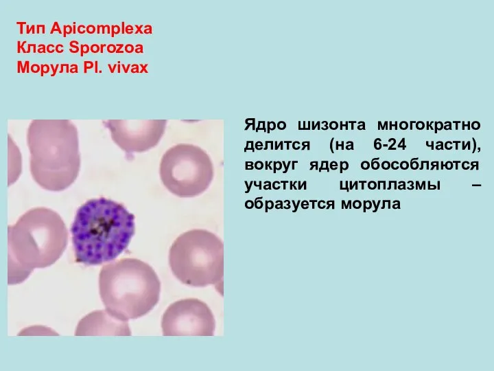 Тип Аpicomplexa Класс Sporozoa Морула Pl. vivax Ядро шизонта многократно делится (на