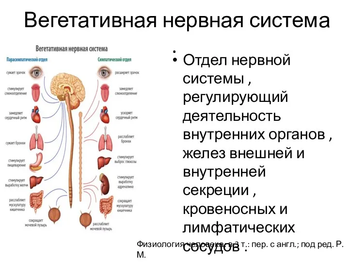 Вегетативная нервная система . Отдел нервной системы ,регулирующий деятельность внутренних органов ,