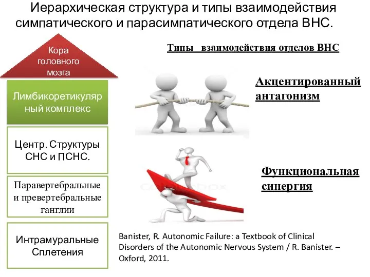 Иерархическая структура и типы взаимодействия симпатического и парасимпатического отдела ВНС. Интрамуральные Сплетения