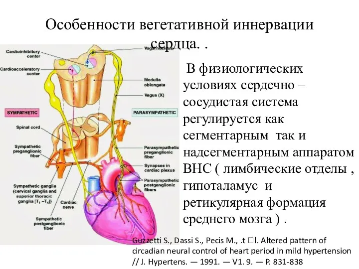 Особенности вегетативной иннервации сердца. . В физиологических условиях сердечно – сосудистая система
