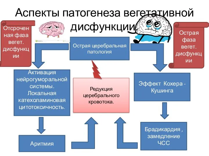 Острая церебральная патология Аспекты патогенеза вегетативной дисфункции. Активация нейрогуморальной системы.Локальная катехоламиновая цитотоксичность.