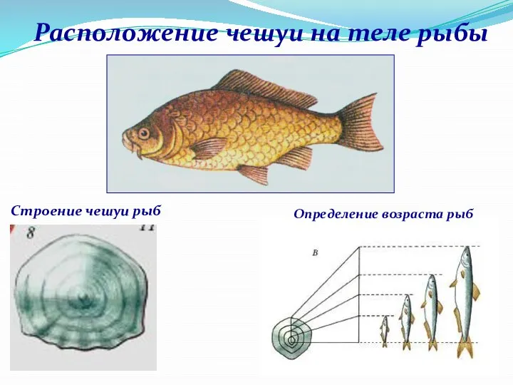 Расположение чешуи на теле рыбы Строение чешуи рыб Определение возраста рыб