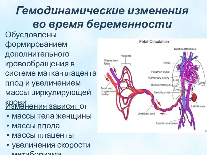 Гемодинамические изменения во время беременности Обусловлены формированием дополнительного кровообращения в системе матка-плацента-плод