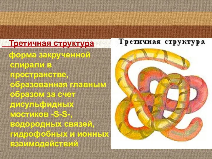 Третичная структура форма закрученной спирали в пространстве, образованная главным образом за счет