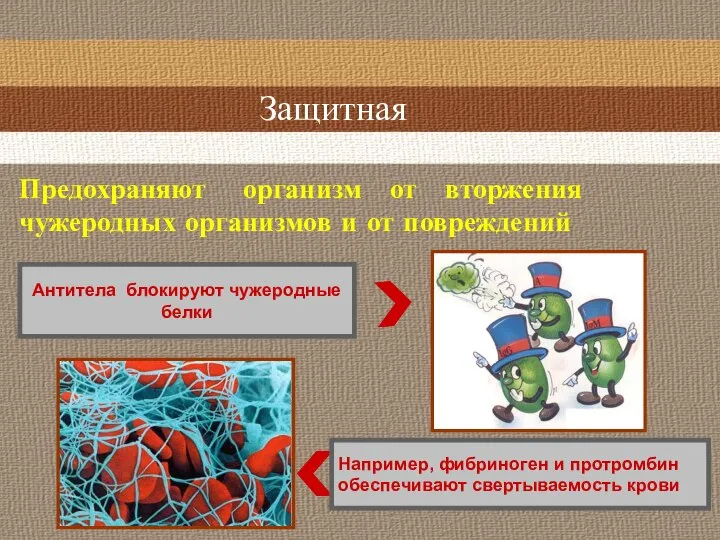 Защитная Например, фибриноген и протромбин обеспечивают свертываемость крови Антитела блокируют чужеродные белки