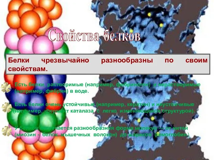 Белки чрезвычайно разнообразны по своим свойствам. Есть белки, растворимые (например, фибриноген) и