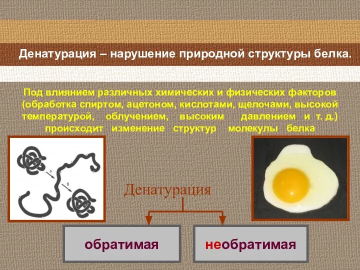 Денатурация – нарушение природной структуры белка. Денатурация Под влиянием различных химических и