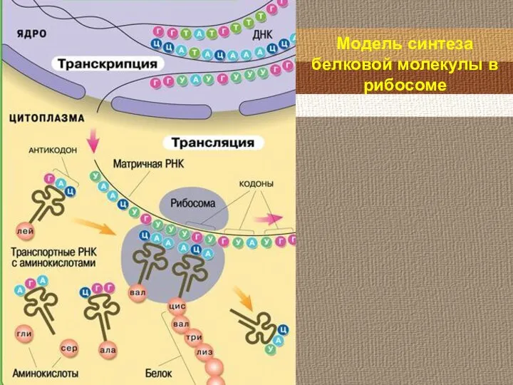 Модель синтеза белковой молекулы в рибосоме