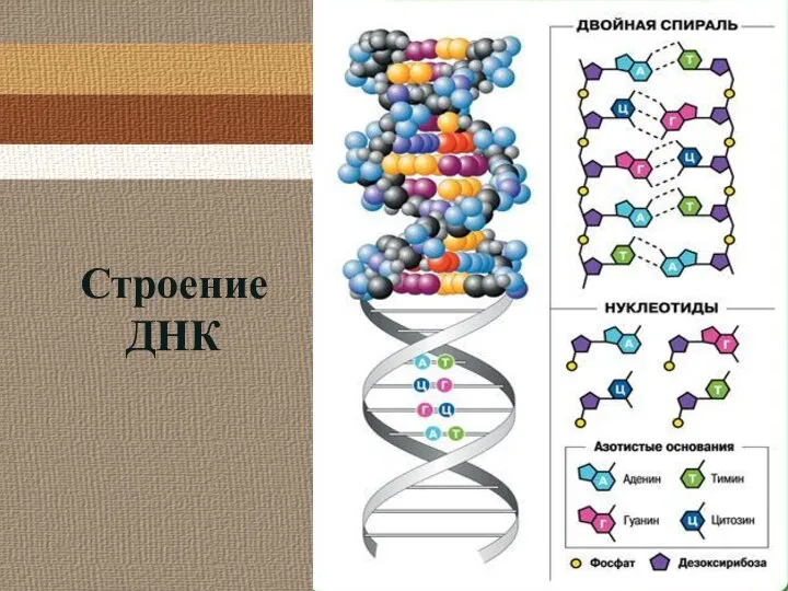 Строение ДНК