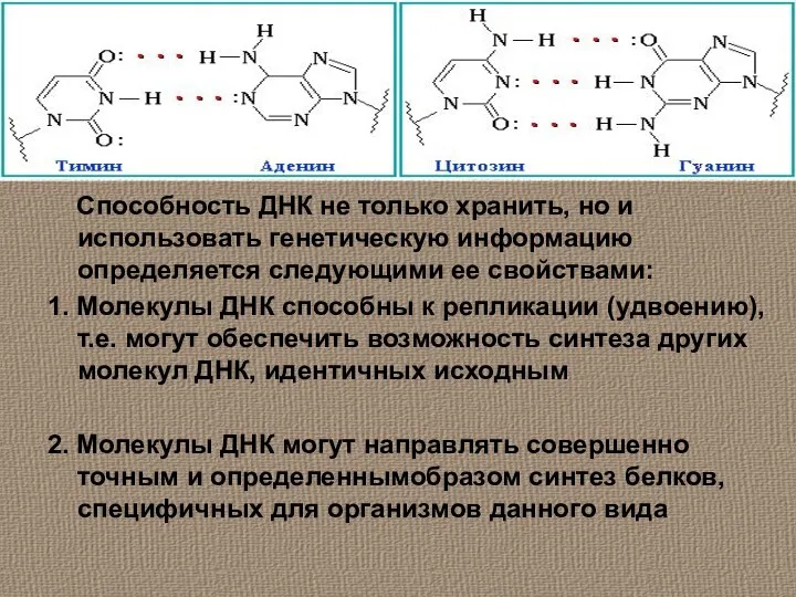 Способность ДНК не только хранить, но и использовать генетическую информацию определяется следующими