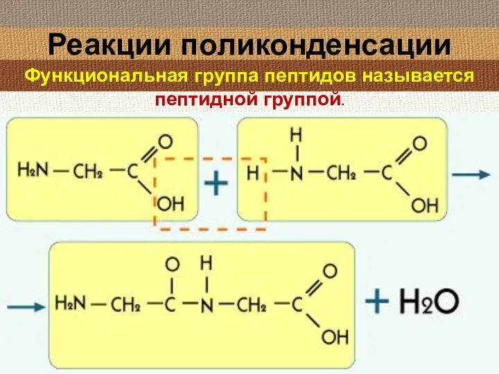 Реакции поликонденсации Функциональная группа пептидов называется пептидной группой.