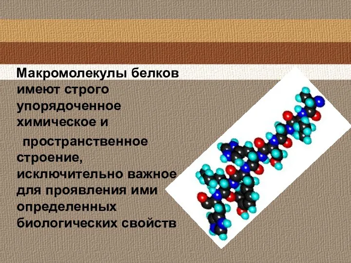 Макромолекулы белков имеют строго упорядоченное химическое и пространственное строение, исключительно важное для