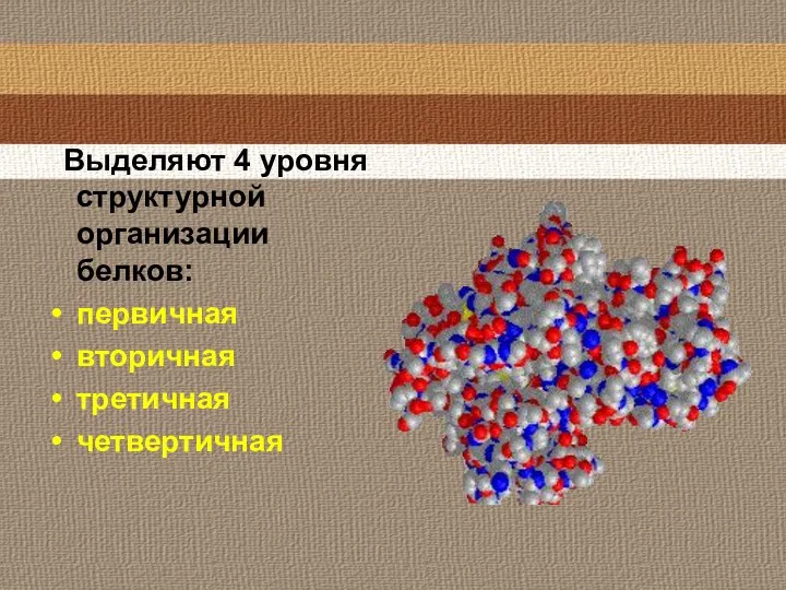 Выделяют 4 уровня структурной организации белков: первичная вторичная третичная четвертичная