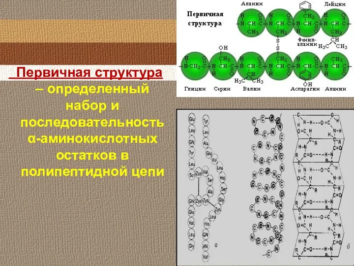 Первичная структура – определенный набор и последовательность α-аминокислотных остатков в полипептидной цепи