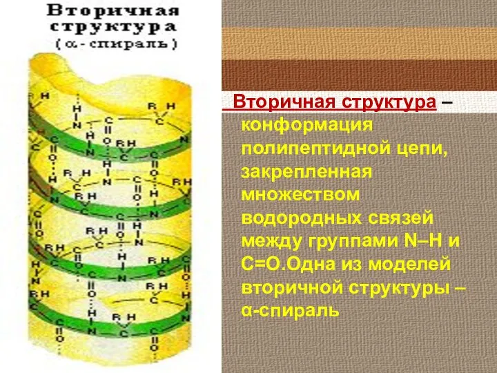 Вторичная структура – конформация полипептидной цепи, закрепленная множеством водородных связей между группами