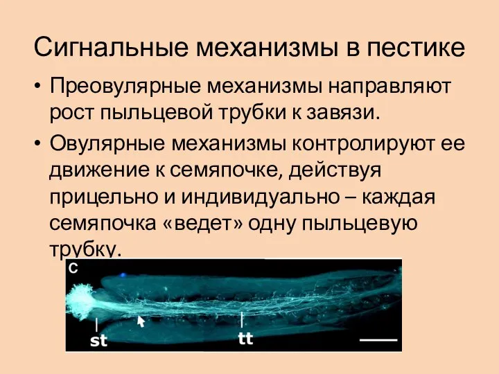 Сигнальные механизмы в пестике Преовулярные механизмы направляют рост пыльцевой трубки к завязи.