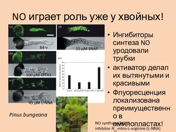 NO играет роль уже у хвойных! Ингибиторы синтеза NO уродовали трубки активатор
