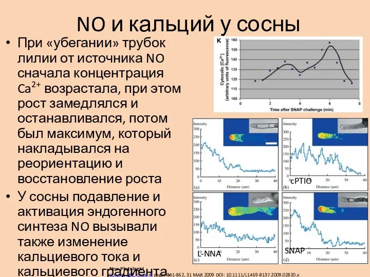 NO и кальций у сосны New Phytologist Volume 182, Issue 4, pages