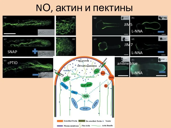 NО, актин и пектины cPTIO L‐NNA SNAP JIM5 JIM7 aniline blue L‐NNA L‐NNA