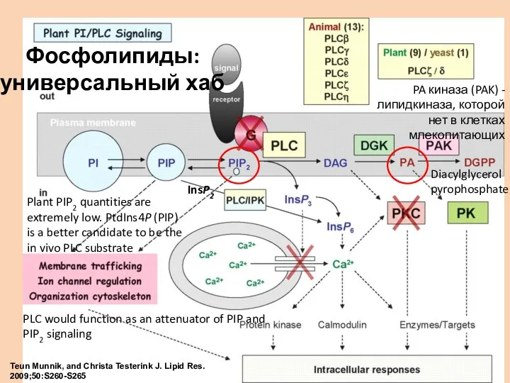 Teun Munnik, and Christa Testerink J. Lipid Res. 2009;50:S260-S265 Фосфолипиды: универсальный хаб