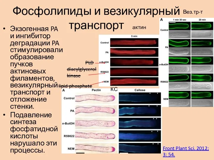 Фосфолипиды и везикулярный транспорт Экзогенная PA и ингибитор деградации PA стимулировали образование