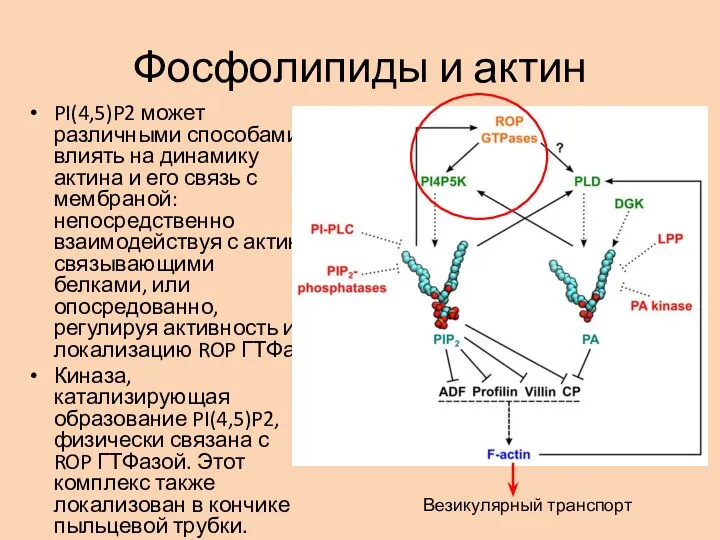 Фосфолипиды и актин PI(4,5)P2 может различными способами влиять на динамику актина и